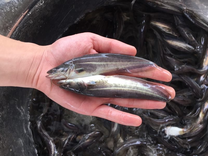 大口鲶鱼苗，鲶鱼苗，南方大口鲶鱼苗，杂交大口鲶鱼苗