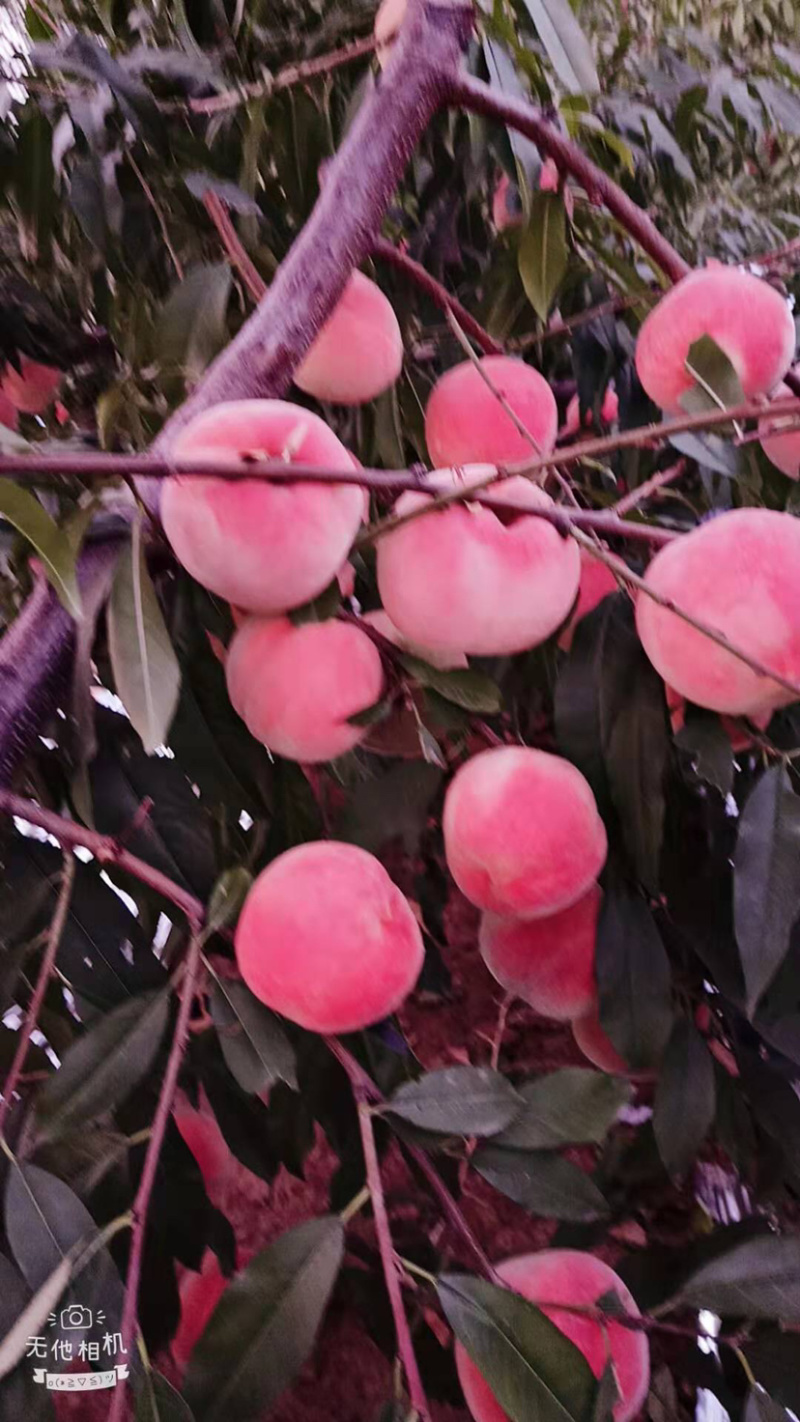 元春大桃