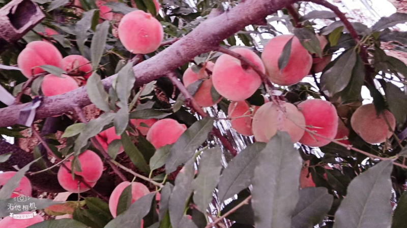 元春大桃