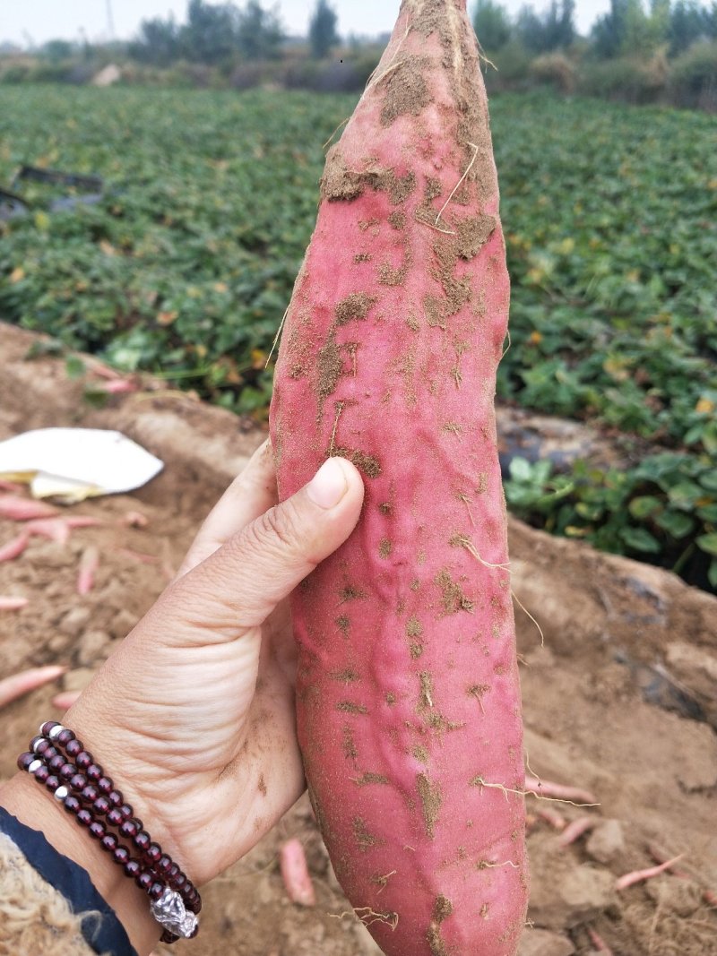 红薯包装箱