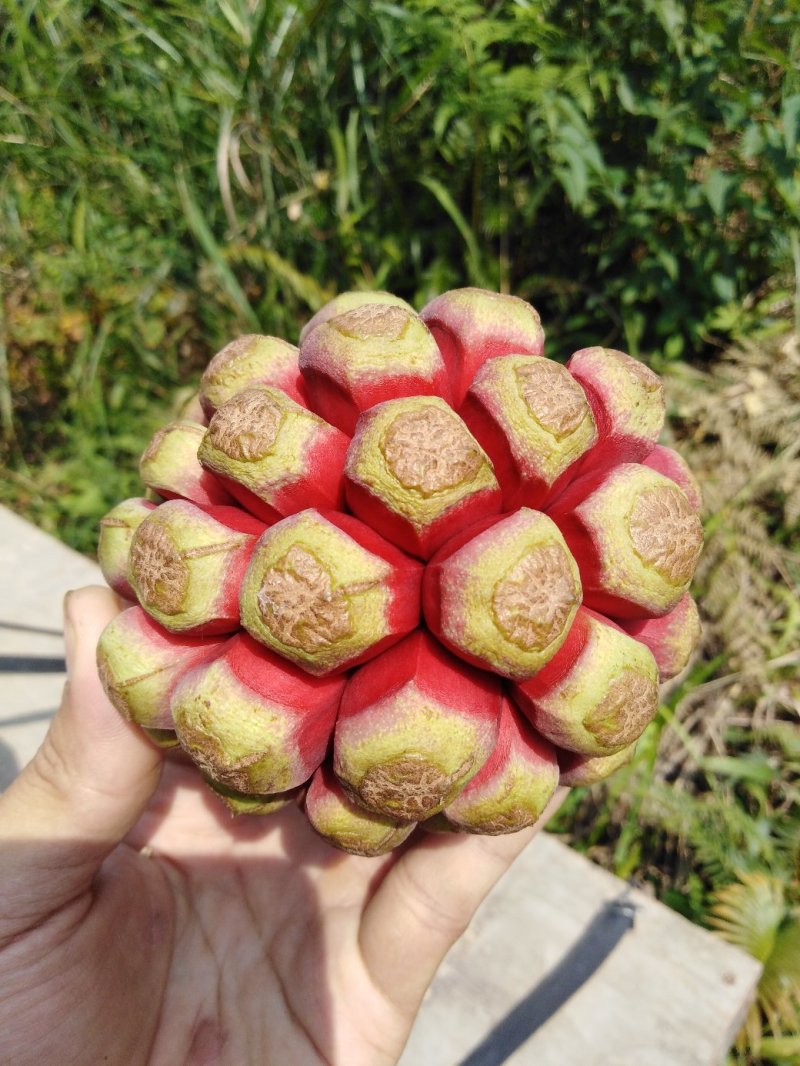 布福娜果黑老虎果包邮自然成熟果