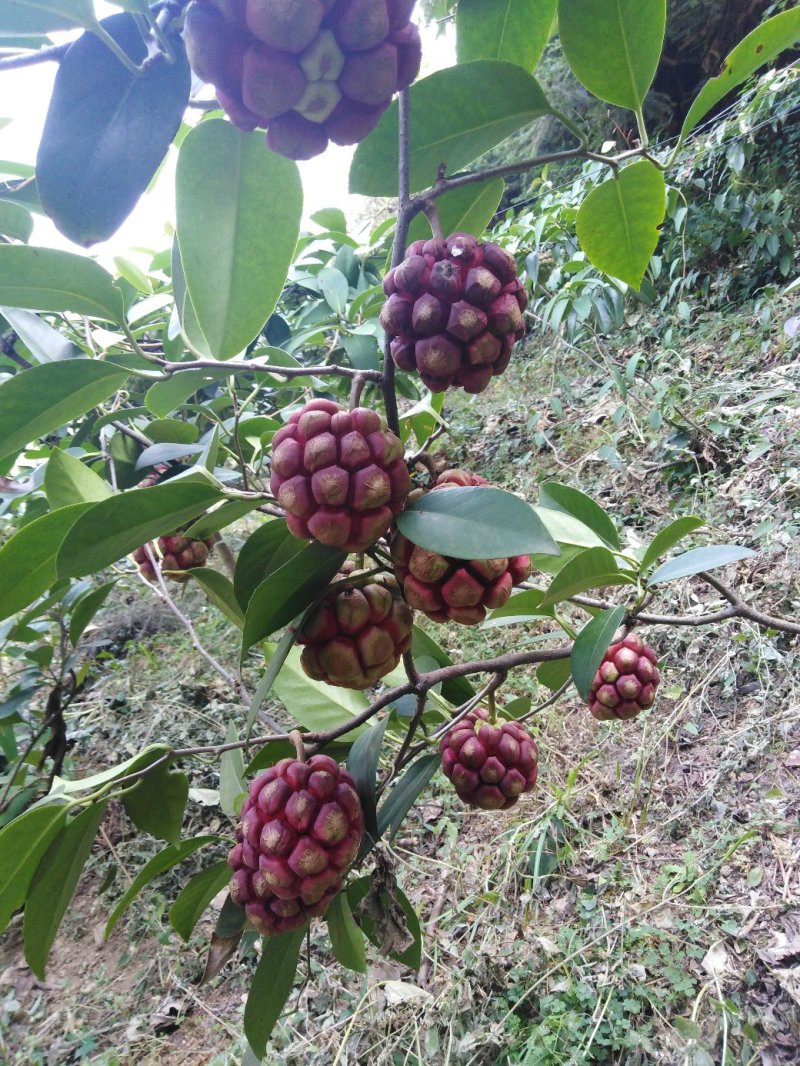 布福娜果黑老虎果包邮自然成熟果