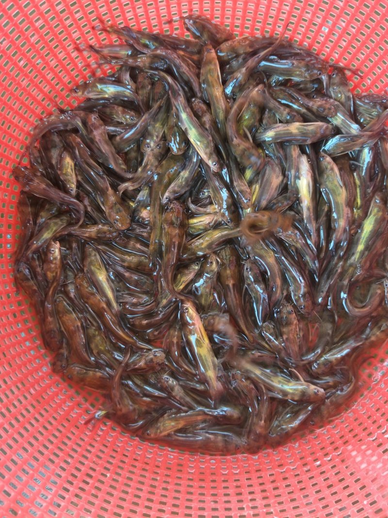 黄骨鱼苗，黄桑鱼苗，黄辣丁，杂交黄骨鱼苗，送货上门