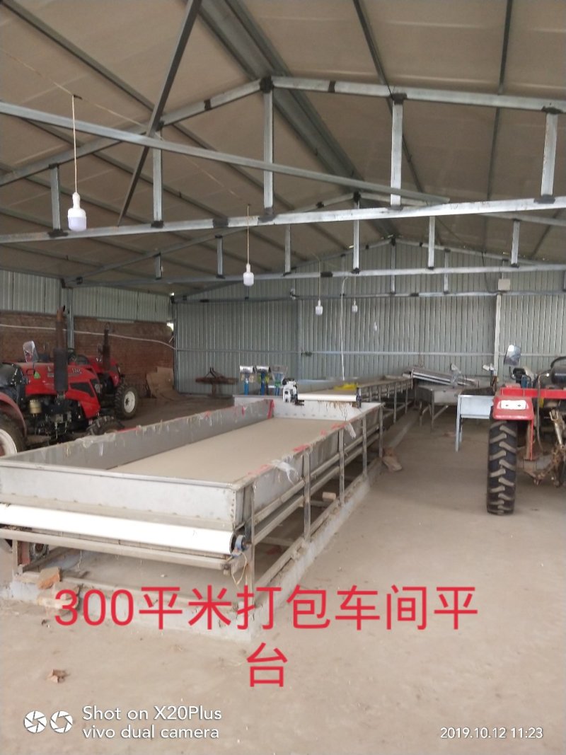 河北省邢台市柏乡县冷库出租，胡萝卜清洗设可清洗，可打冷！