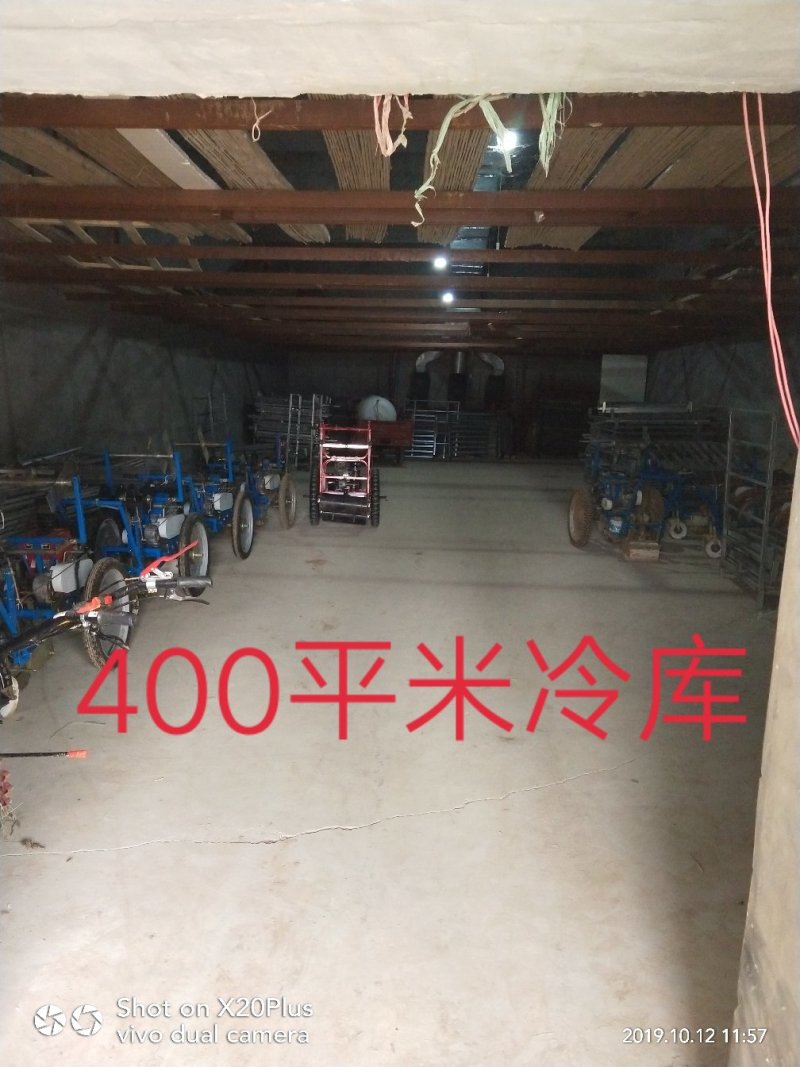 河北省邢台市柏乡县冷库出租，胡萝卜清洗设可清洗，可打冷！