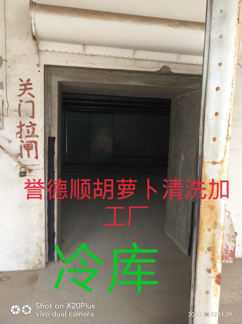 河北省邢台市柏乡县冷库出租，胡萝卜清洗设可清洗，可打冷！