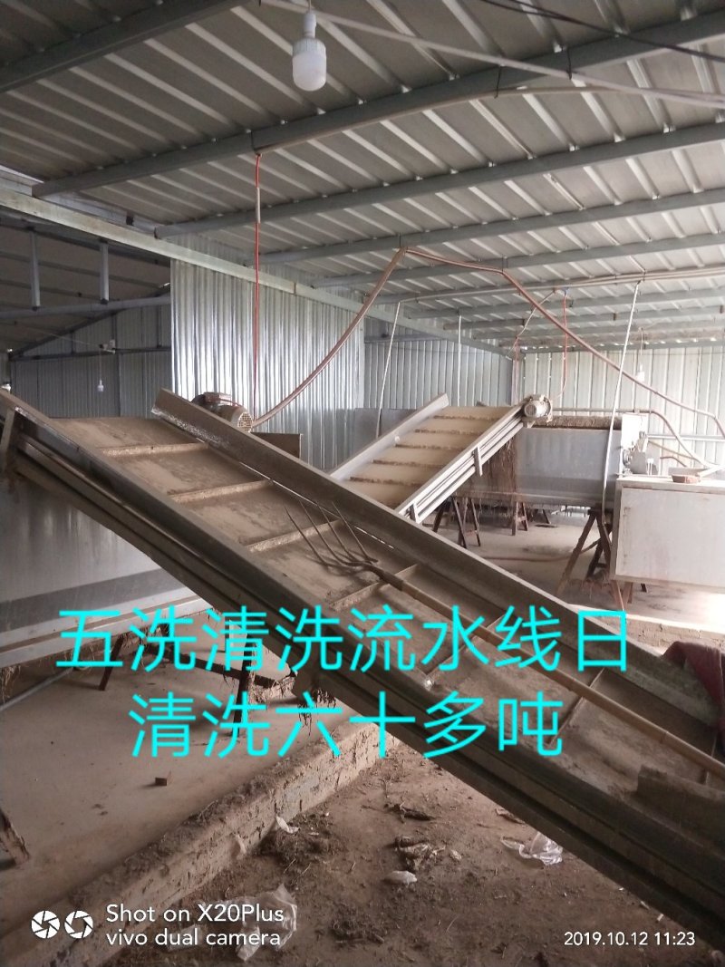 河北省邢台市柏乡县冷库出租，胡萝卜清洗设可清洗，可打冷！