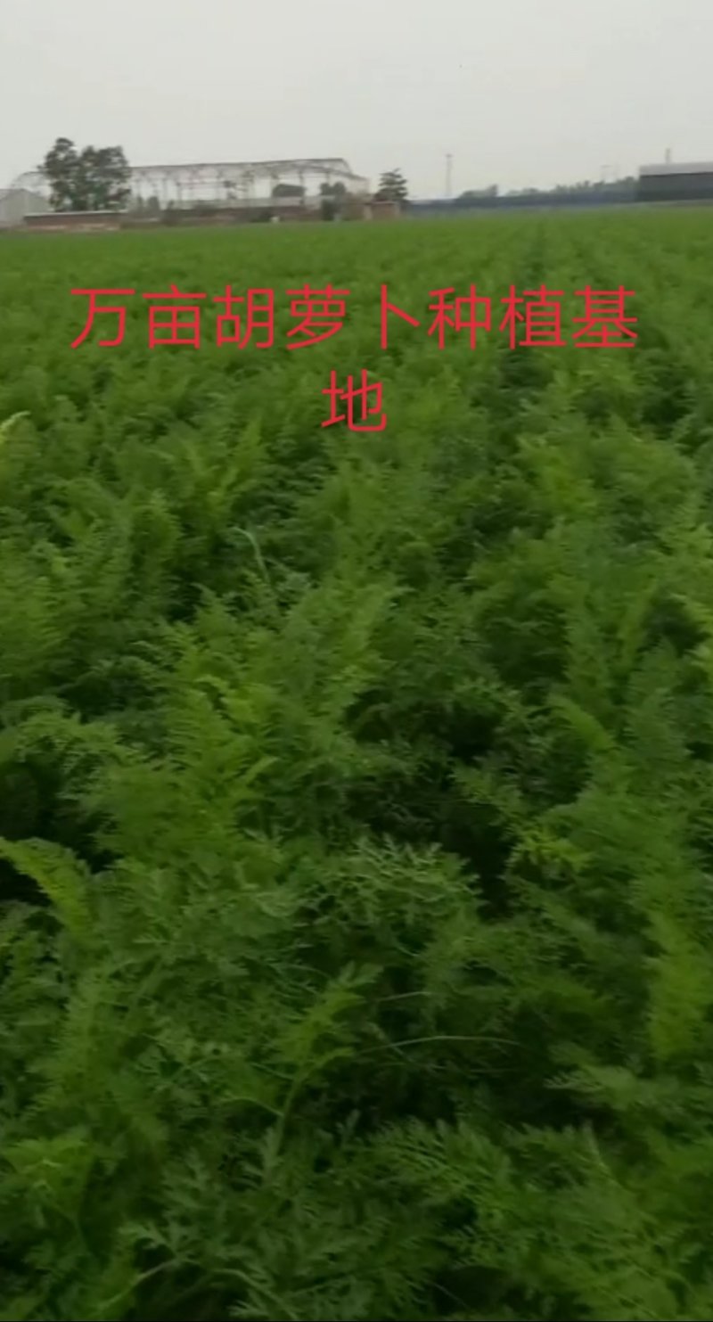 河北省邢台市柏乡县冷库出租，胡萝卜清洗设可清洗，可打冷！