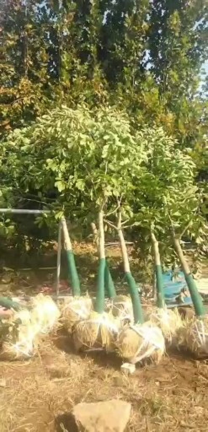 牛【有好货】玉兰树，白玉兰，紫玉兰，二乔玉兰