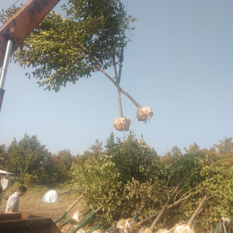 牛【有好货】玉兰树，白玉兰，紫玉兰，二乔玉兰