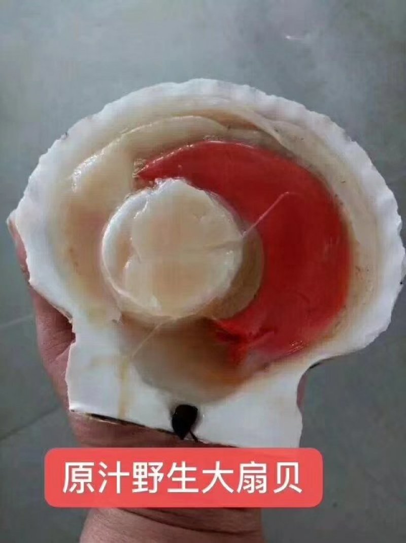 獐子岛原装扇贝10-11北京现货，支持专票，全规格，现货