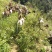 放养山羊