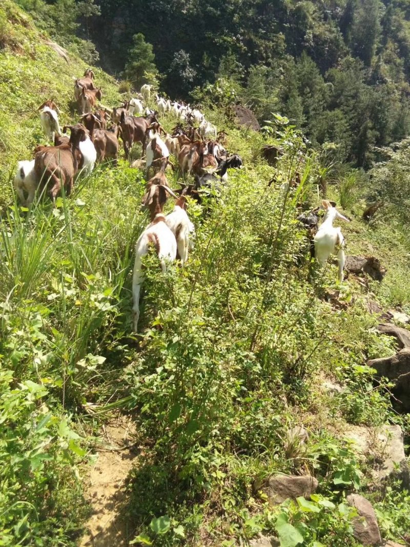 放养山羊