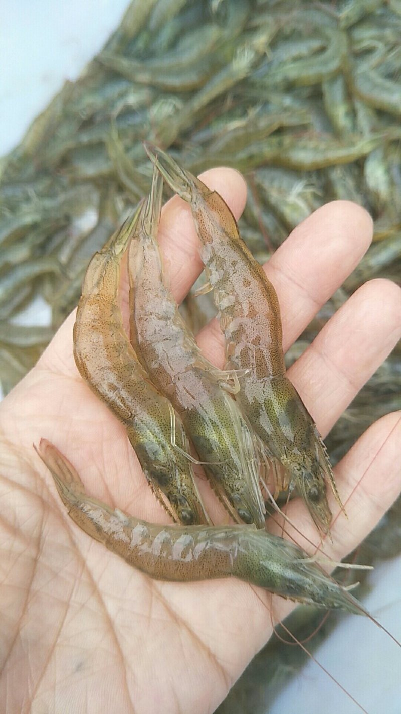 对虾散养虾