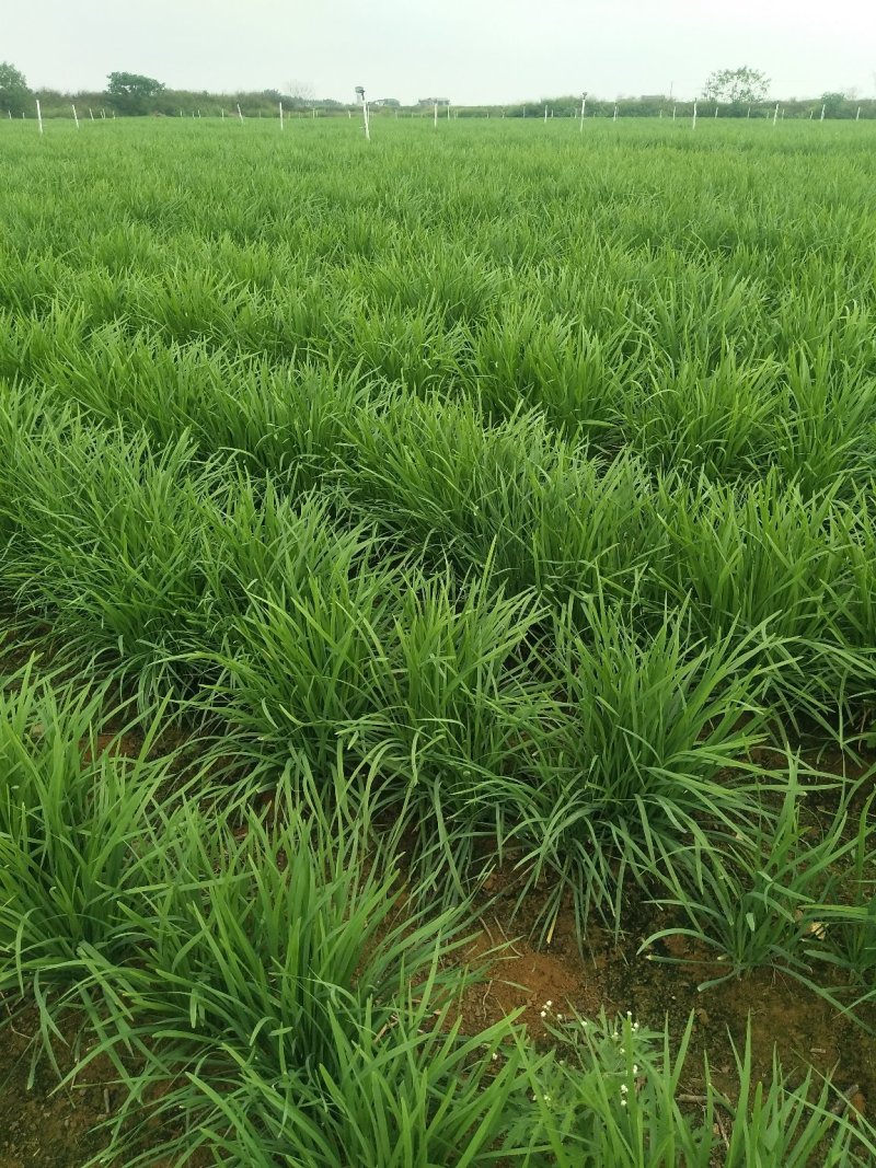 韭菜