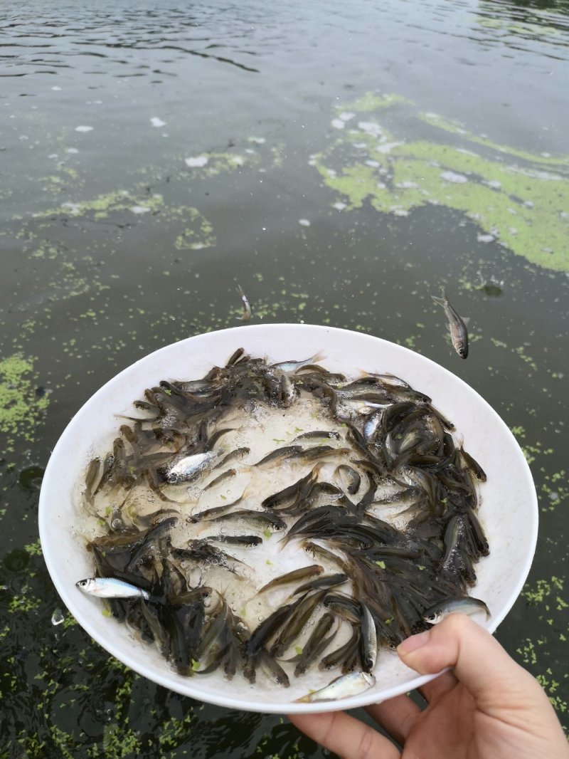 土鲮鱼苗，鲮鱼苗，可以作为饵料鱼，放生鱼苗