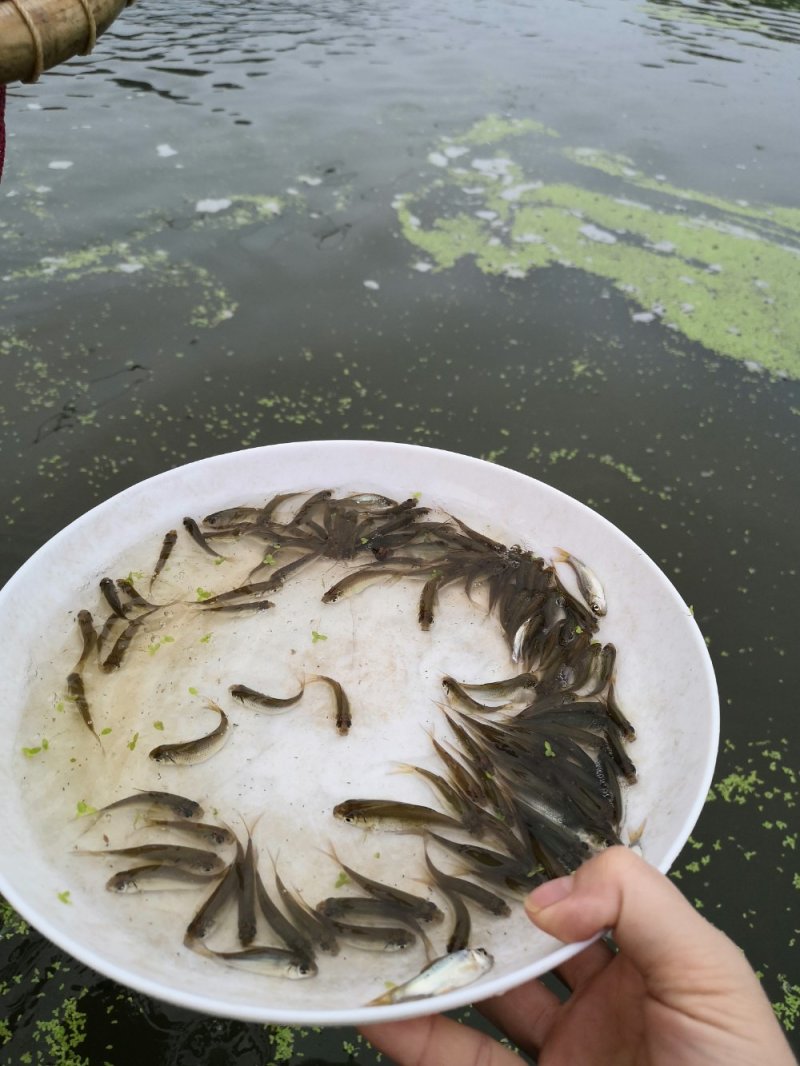 土鲮鱼苗，鲮鱼苗，可以作为饵料鱼，放生鱼苗