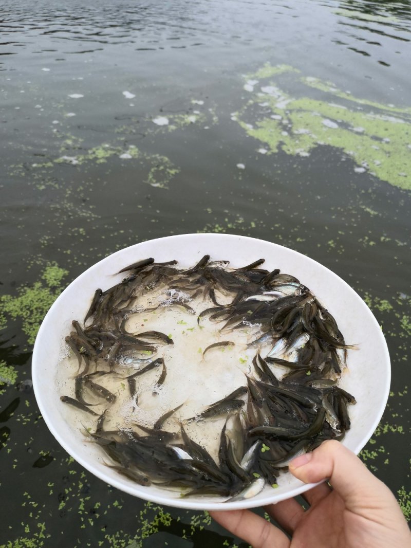 土鲮鱼苗，鲮鱼苗，可以作为饵料鱼，放生鱼苗