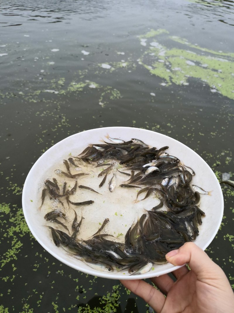 土鲮鱼苗，鲮鱼苗，可以作为饵料鱼，放生鱼苗