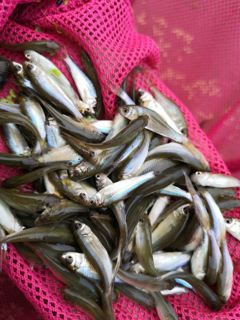 土鲮鱼苗，鲮鱼苗，可以作为饵料鱼，放生鱼苗