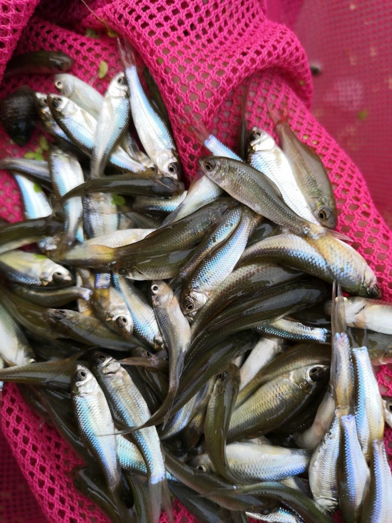 土鲮鱼苗，鲮鱼苗，可以作为饵料鱼，放生鱼苗