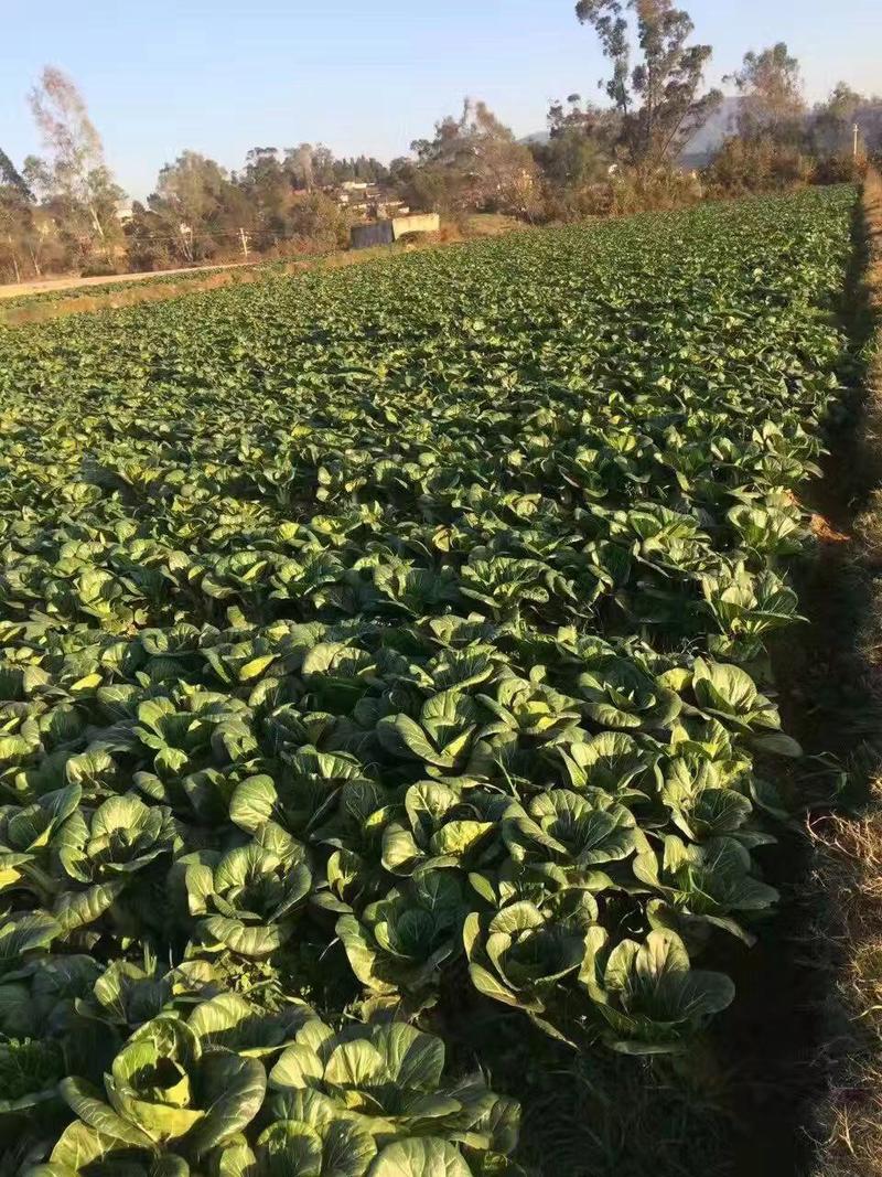 白菜干，全国各大省份产区，有机技术种植方式，符合绿色食{