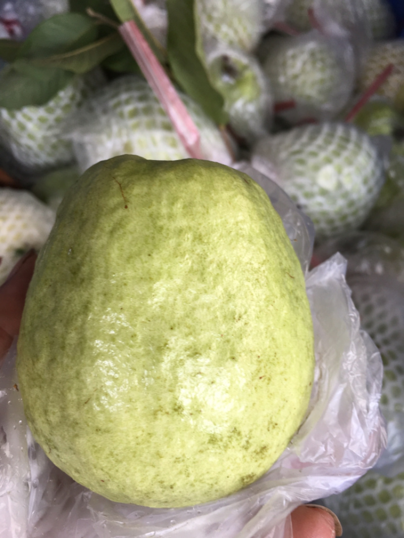 潮山水果芭乐