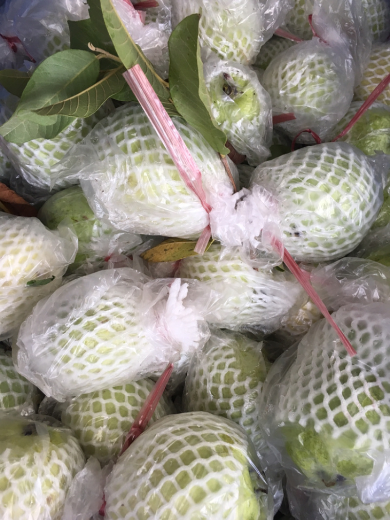 潮山水果芭乐