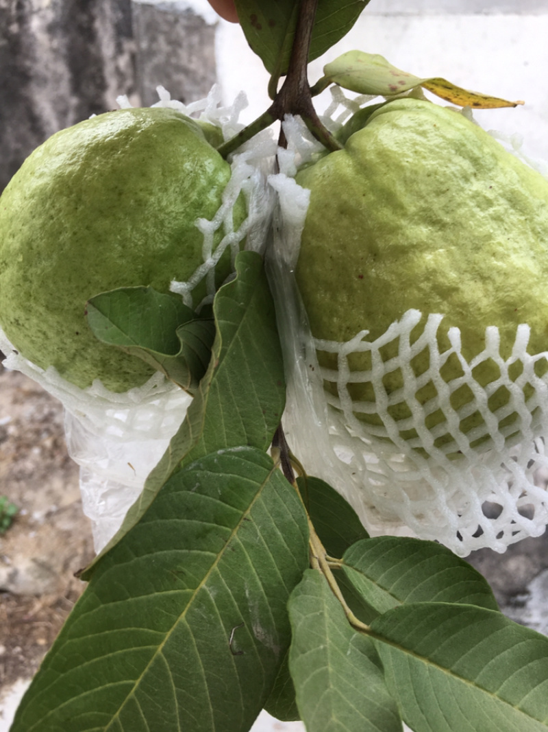 潮山水果芭乐