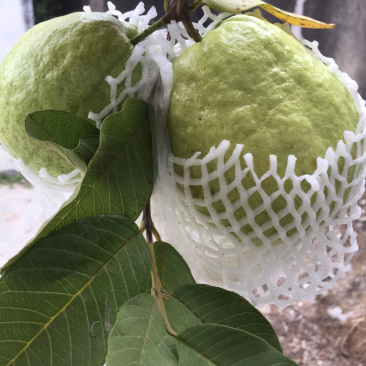 潮山水果芭乐