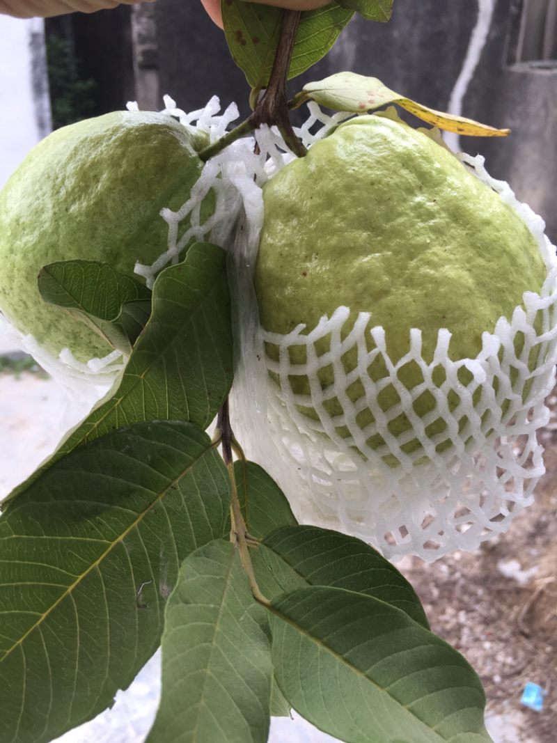 潮山水果芭乐