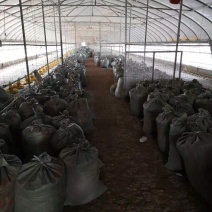 基地直销，稻壳鸡粪，谷壳麻鸡粪草鸡粪，有机肥，