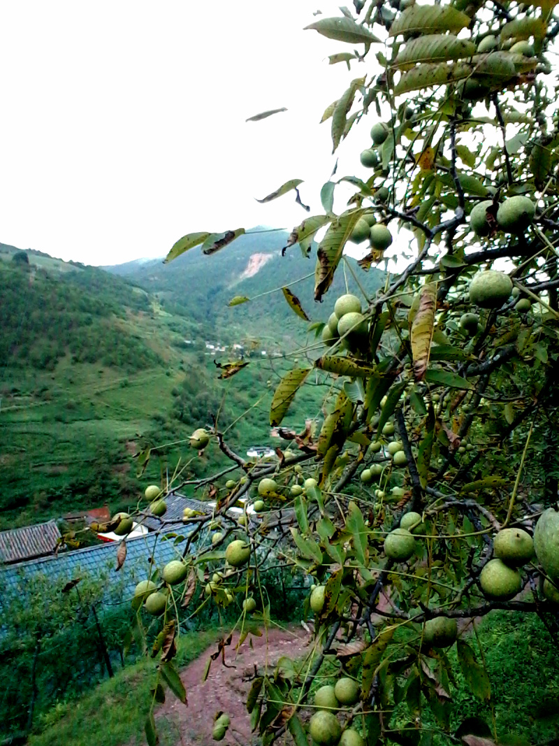 桐子果