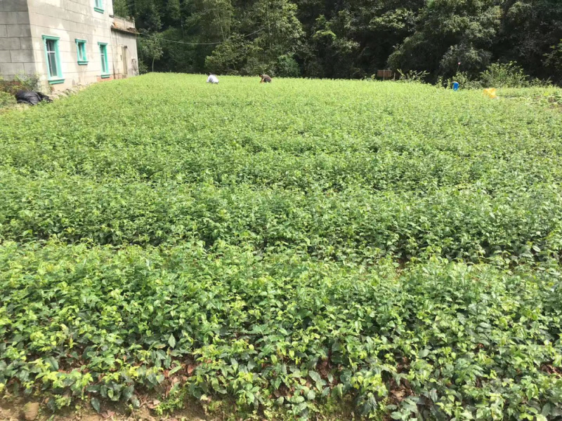 苦丁茶苗