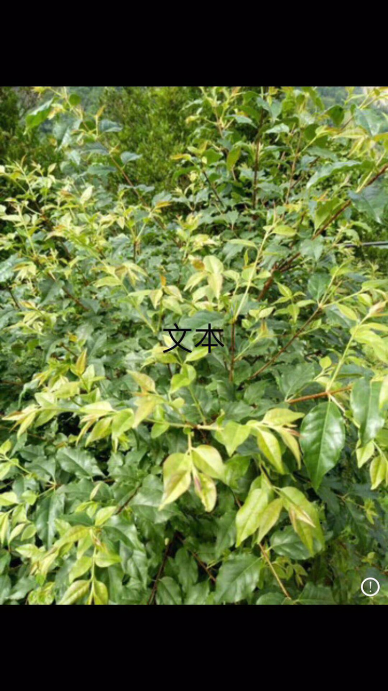 苦丁茶苗