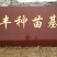 【甜王西瓜苗】嫁接/直栽发货快欢迎进店选购