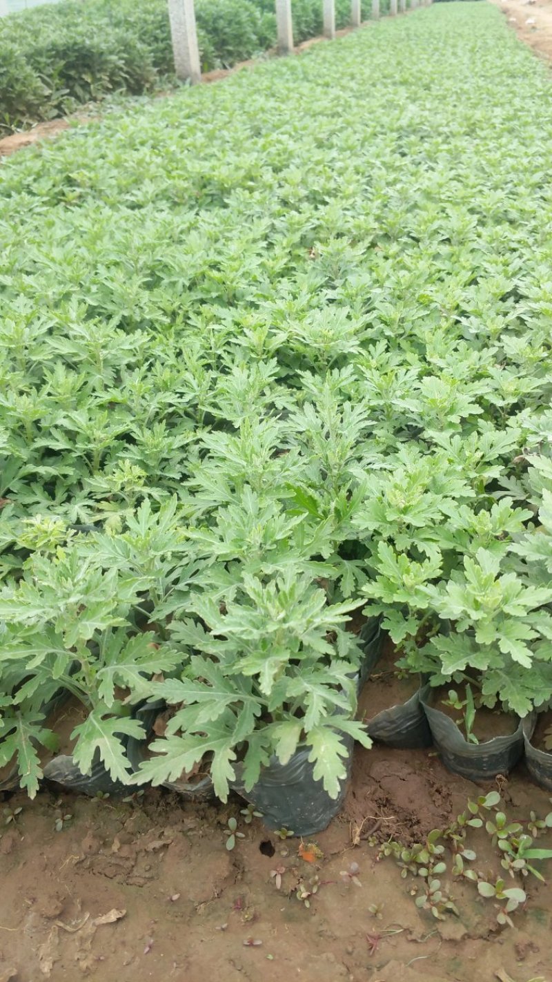 地被菊混色多色10月份开花基地直供