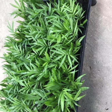 袖珍椰子办公室家庭常见盆栽摆件基地直发