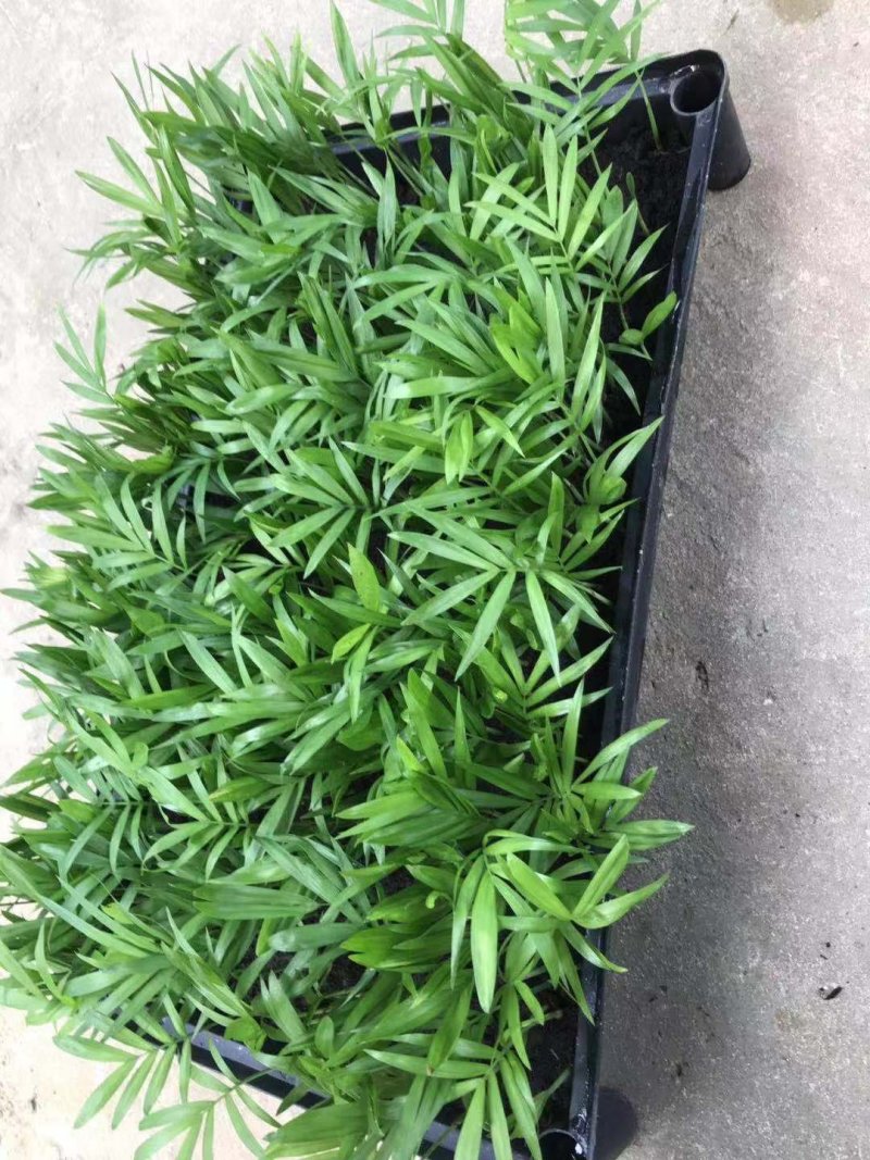 袖珍椰子办公室家庭常见盆栽摆件基地直发