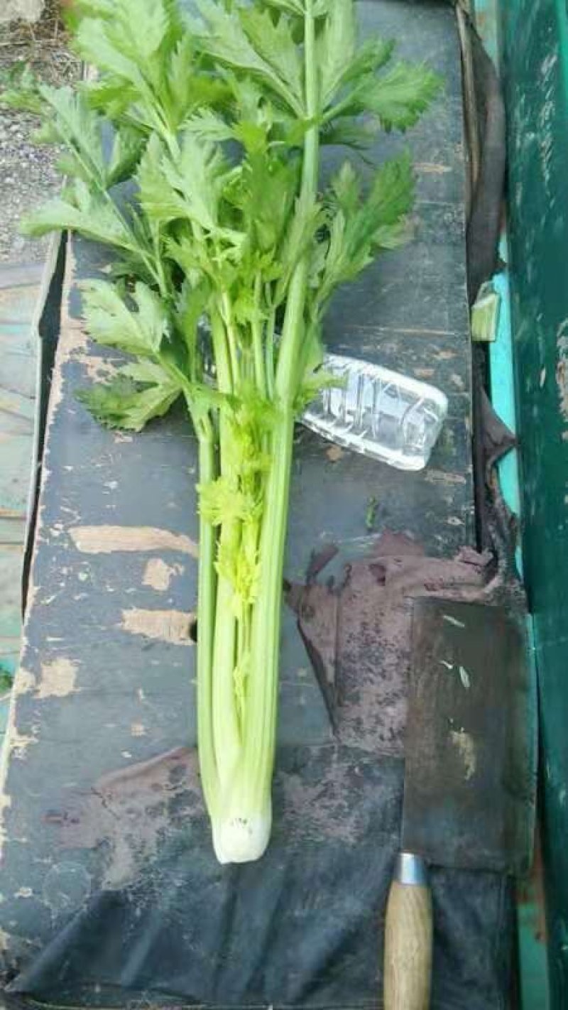 优选法国皇后芹菜55公分到60公分，大小均匀，欢迎下单