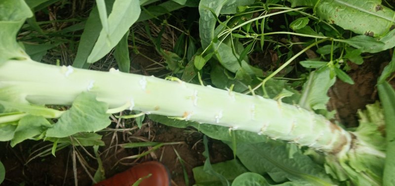 北京三号白莱，水果萝卜热卖中