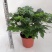幸福树小富贵观叶植物小盆栽用苗一手货源直发