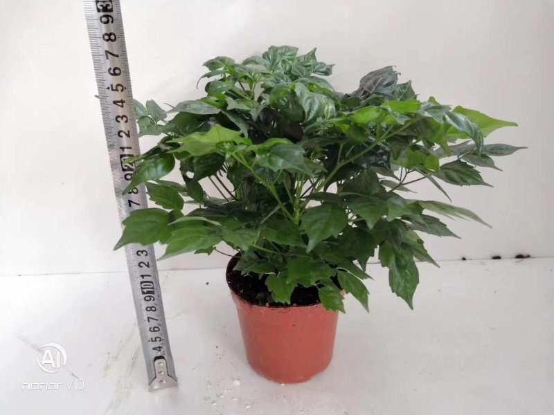 幸福树小富贵观叶植物小盆栽用苗一手货源直发
