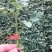 嫁接千禧西红柿苗，产量高，抗死棵，嫁接各色樱桃番茄苗