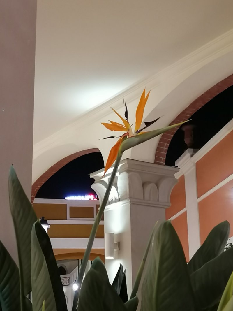 【天堂鸟】红白花天堂鸟苗圃直发品类齐全绿化室内庭院