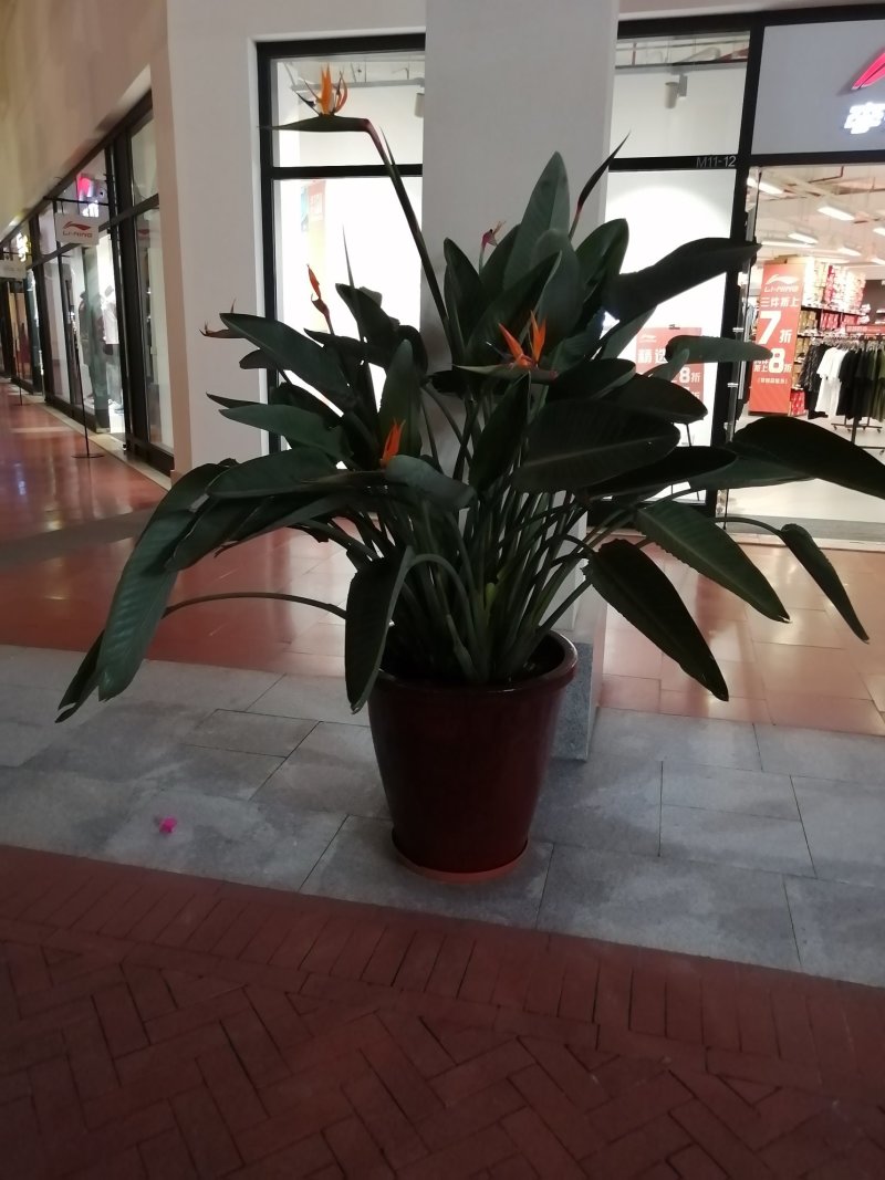 【天堂鸟】红白花天堂鸟苗圃直发品类齐全绿化室内庭院