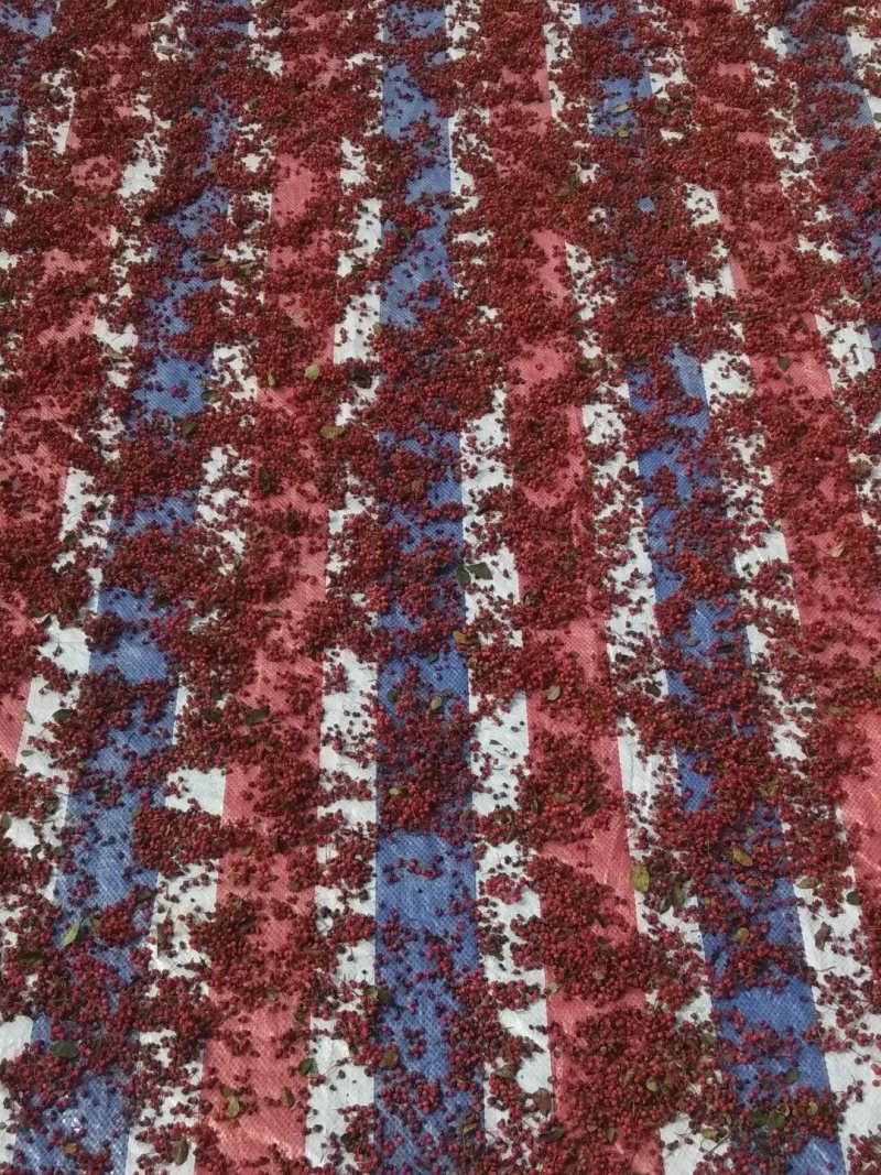 精品花椒味道纯正