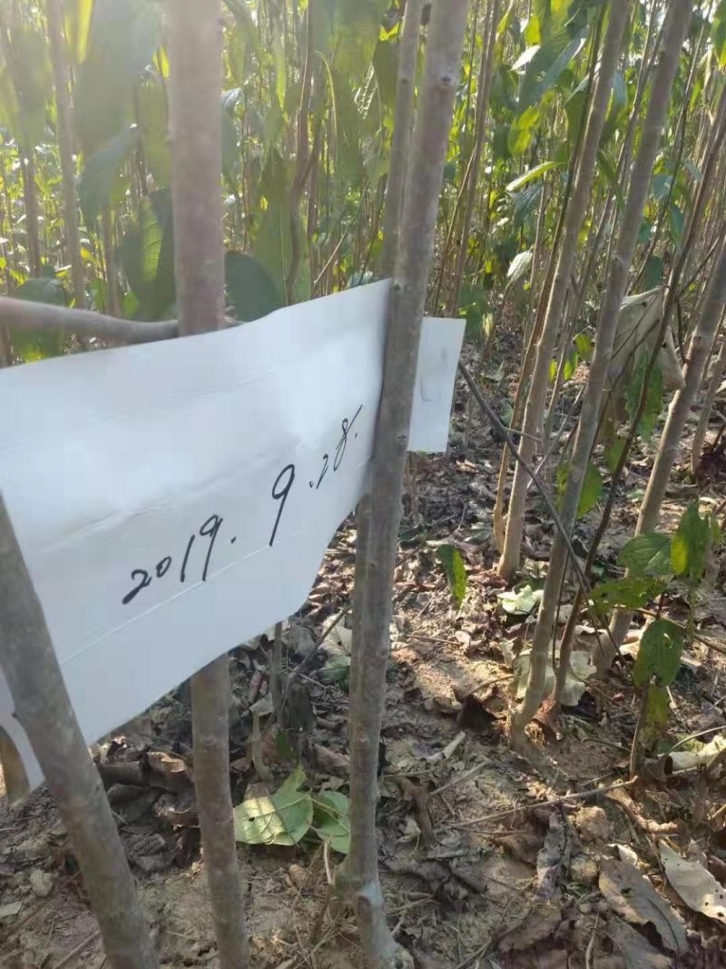 杜仲树