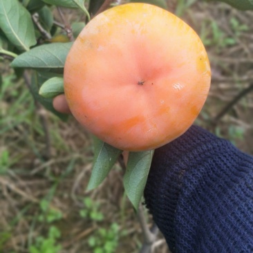 甜脆柿子苗品种保证免费提供种植技术指导