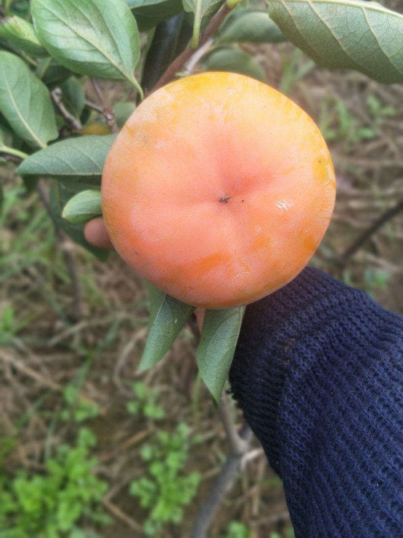 甜脆柿子苗品种保证免费提供种植技术指导